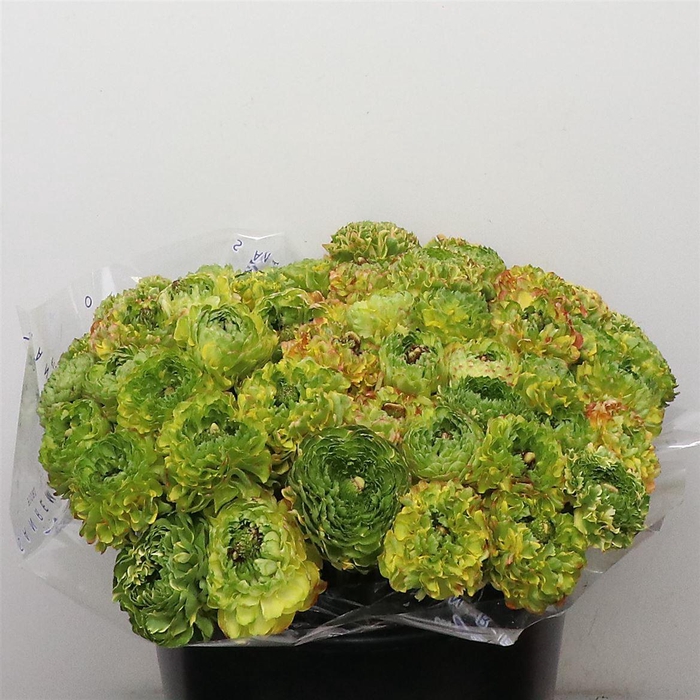 <h4>Ran Ponpon Sr Luna Yellow Extra</h4>