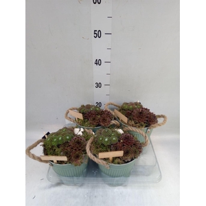 Arr.  Sempervivum L%