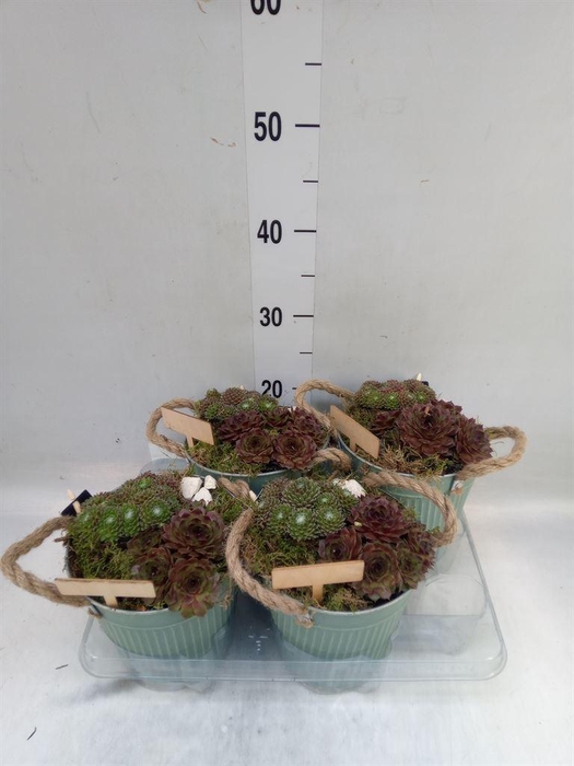 <h4>Arr.  Sempervivum L%</h4>