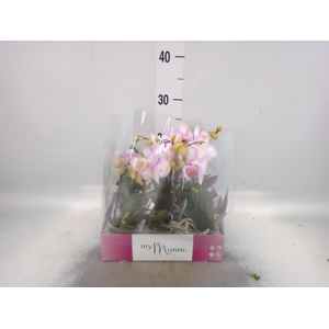 Phalaenopsis   ...rose