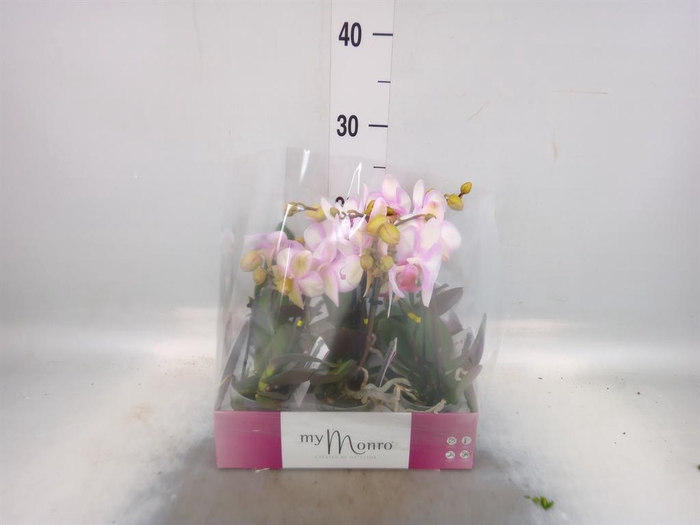 <h4>Phalaenopsis   ...rose</h4>