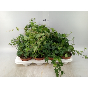 Hedera   ...green leafed