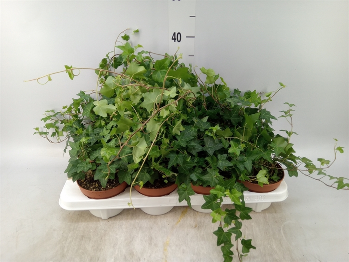 <h4>Hedera   ...green leafed</h4>