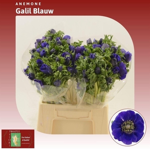 Anemone Galil Blauw