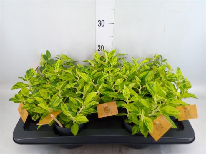 <h4>Planten   ... L%</h4>