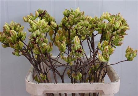 <h4>Rhododendron Groen/geel</h4>