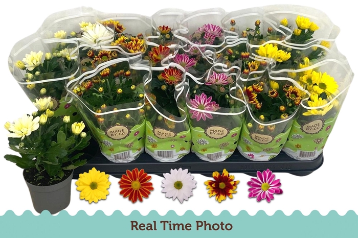 <h4>CHRYS GEM 5 KL</h4>