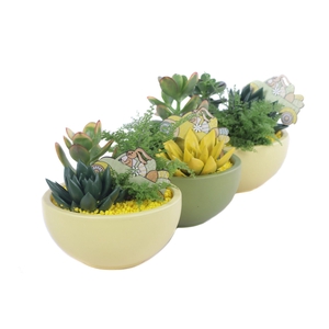 Opgemaakte pasen schaal met 3 x planten en bunny bijsteker