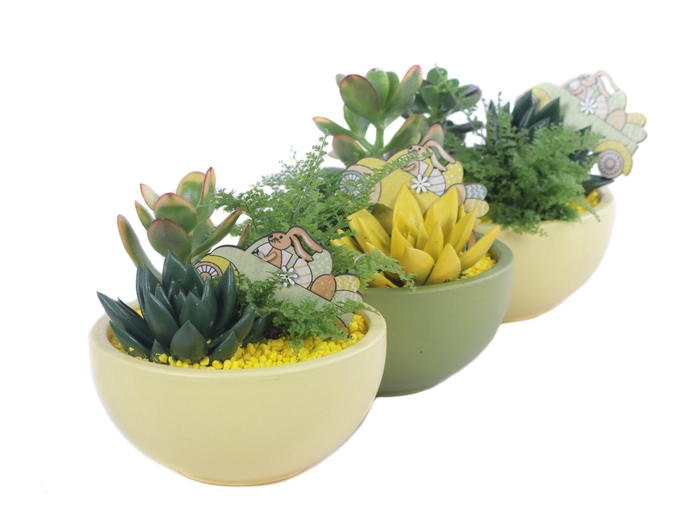 <h4>Opgemaakte pasen schaal met 3 x planten en easter bijsteker</h4>