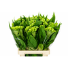 Celosia Cr Bombay Green