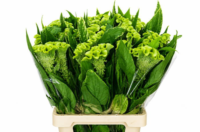 <h4>Celosia Cr Bombay Green</h4>