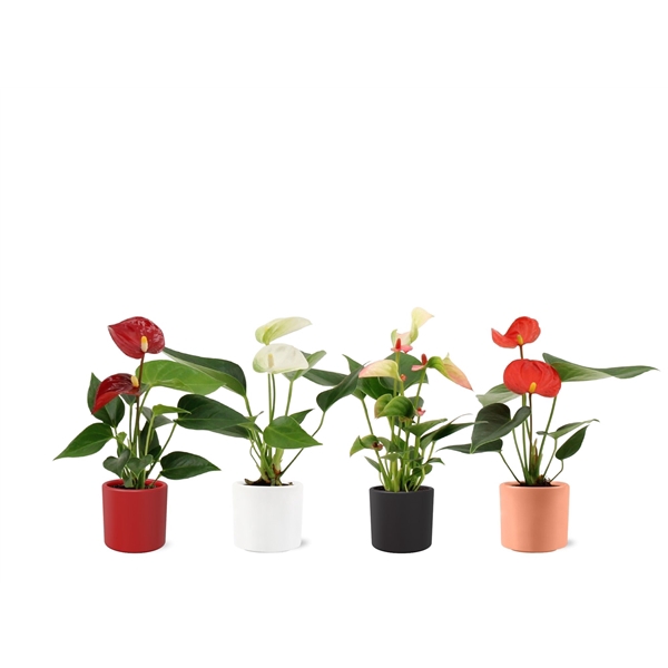 <h4>Anthurium Pearl 4 color mix in Eva winter ceramics</h4>