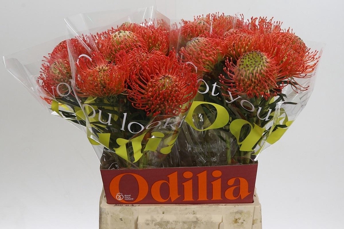 <h4>LEUCO CO SUCCESSION</h4>