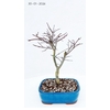 Acer palmatum Deshojo