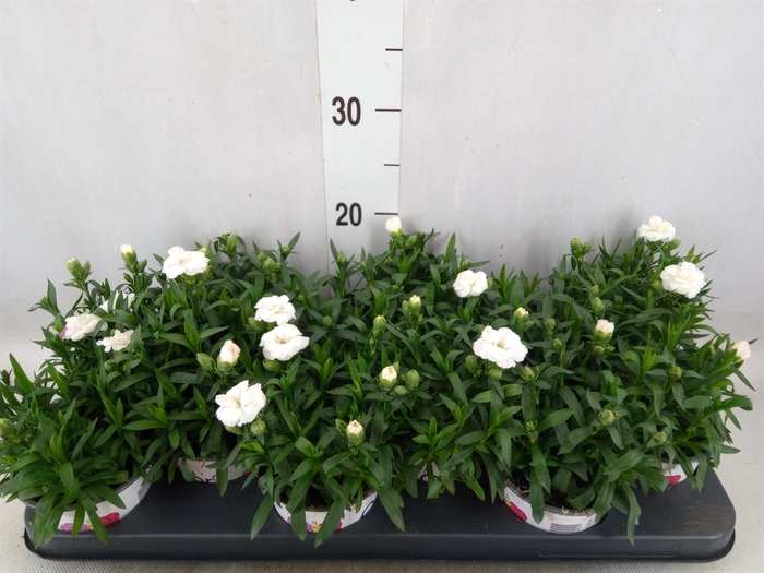 <h4>Dianthus  'Oscar White'</h4>