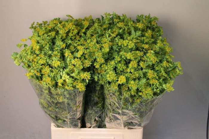 <h4>Bupleurum Rotundifol</h4>