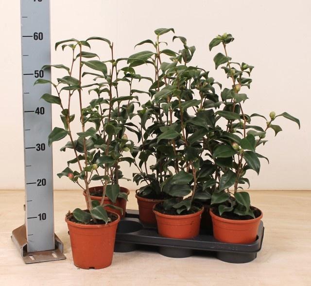 <h4>CAME JAPONICA</h4>