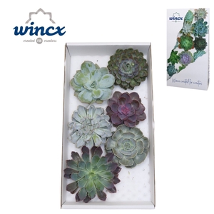 Echeveria Mix (wincx) Cutfl (6spc.)