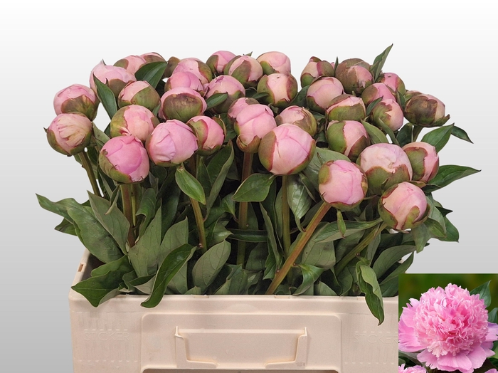 <h4>PAEO L ANGEL CHEEKS</h4>