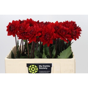 Dahlia Heatwave