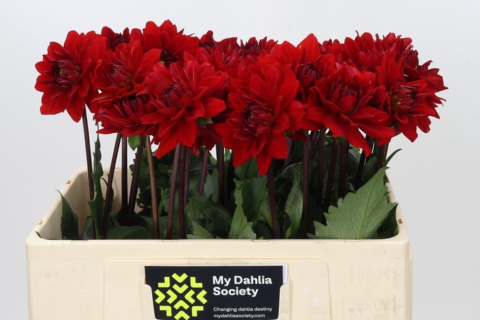 Dahlia Heatwave