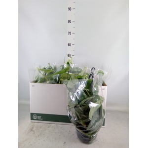 Scindapsus pictus 'Trebie'