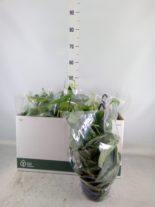 <h4>Scindapsus pictus 'Trebie'</h4>