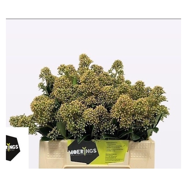 <h4>SKIMMIA SNOW WHITE PER BOS 30 CM</h4>