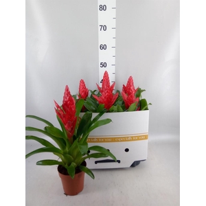 Vriesea  'Intenso Red'