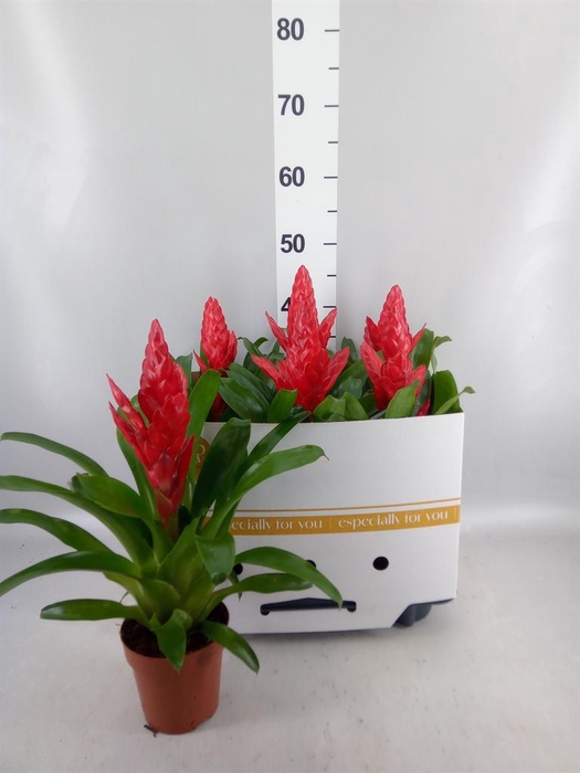 <h4>Vriesea  'Intenso Red'</h4>