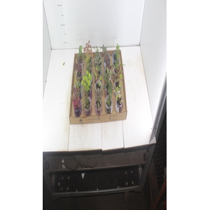 HIDROCULTURA VARIADO P05 PLANTA ORNAMENTAL