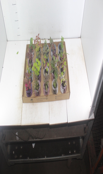 <h4>HIDROCULTURA VARIADO P05 PLANTA ORNAMENTAL</h4>