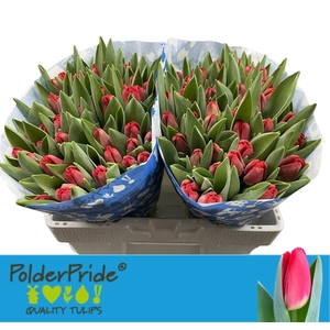 TU EN ANTARCTIC FIRE