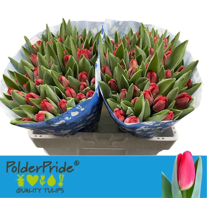 <h4>TU EN ANTARCTIC FIRE</h4>