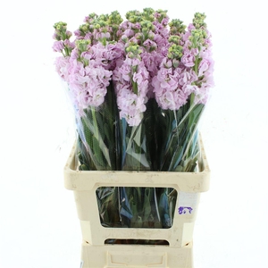 MATTH IRON CHERRY BL