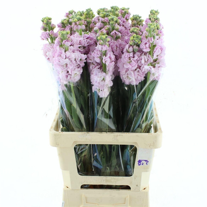 <h4>MATTH IRON CHERRY BL</h4>