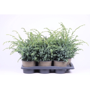 Juniperus chinensis Blue Alps