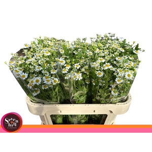 TANACETUM SINGLE VEGMO