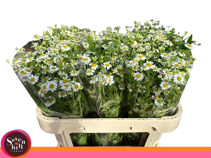 <h4>TANACETUM SINGLE VEGMO</h4>