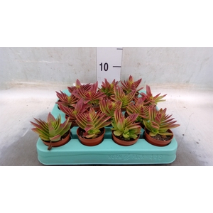Crassula   ...