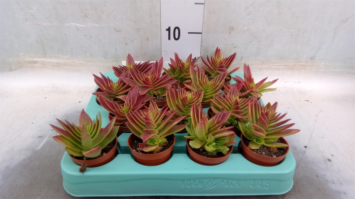 <h4>Crassula   ...</h4>