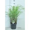 Miscanthus Sinensis Grosse Fontaene