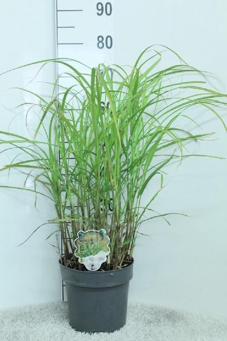 Miscanthus Sinensis Grosse Fontaene