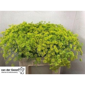 Anet Graveolens