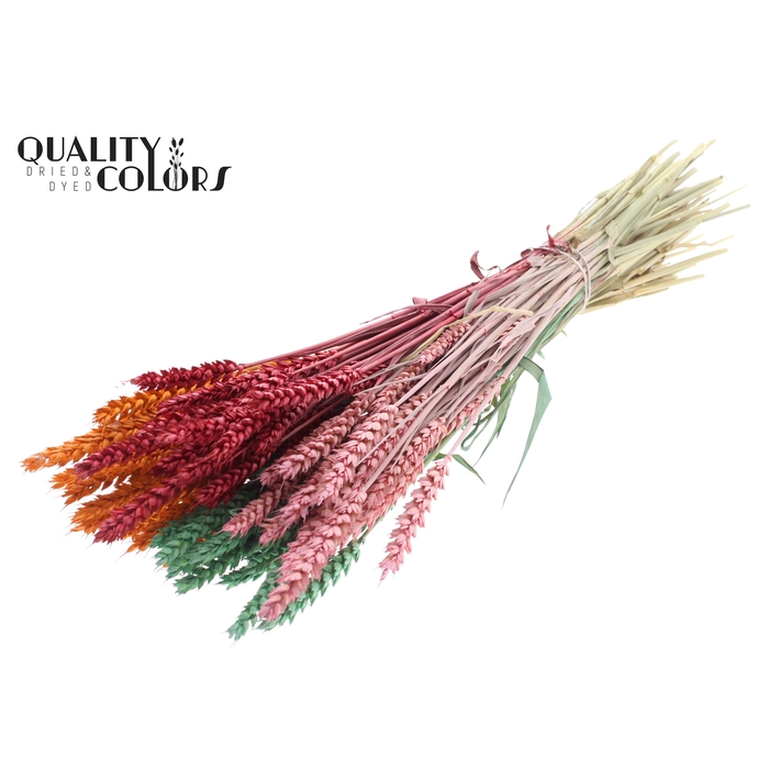 <h4>Triticum per bunch Summer Sorbet</h4>
