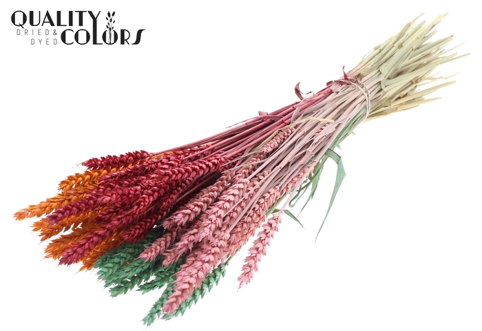 Triticum per bunch Summer Sorbet
