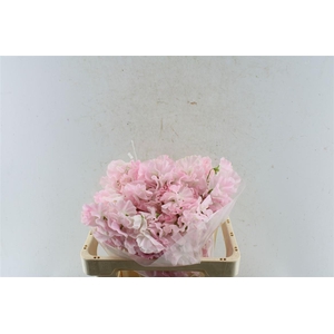 Lathyr Od First Lady