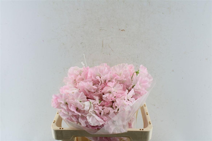 <h4>Lathyr Od First Lady</h4>