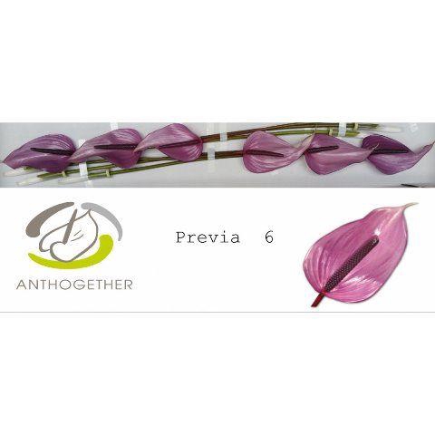 <h4>ANTH A PREVIA 6 Small Pack</h4>
