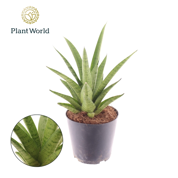 <h4>Sansevieria Lotus</h4>